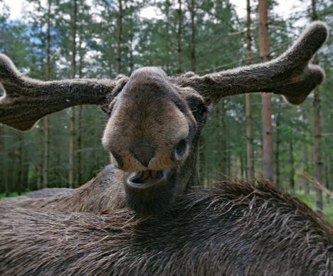 Tierpark Skane in Höör