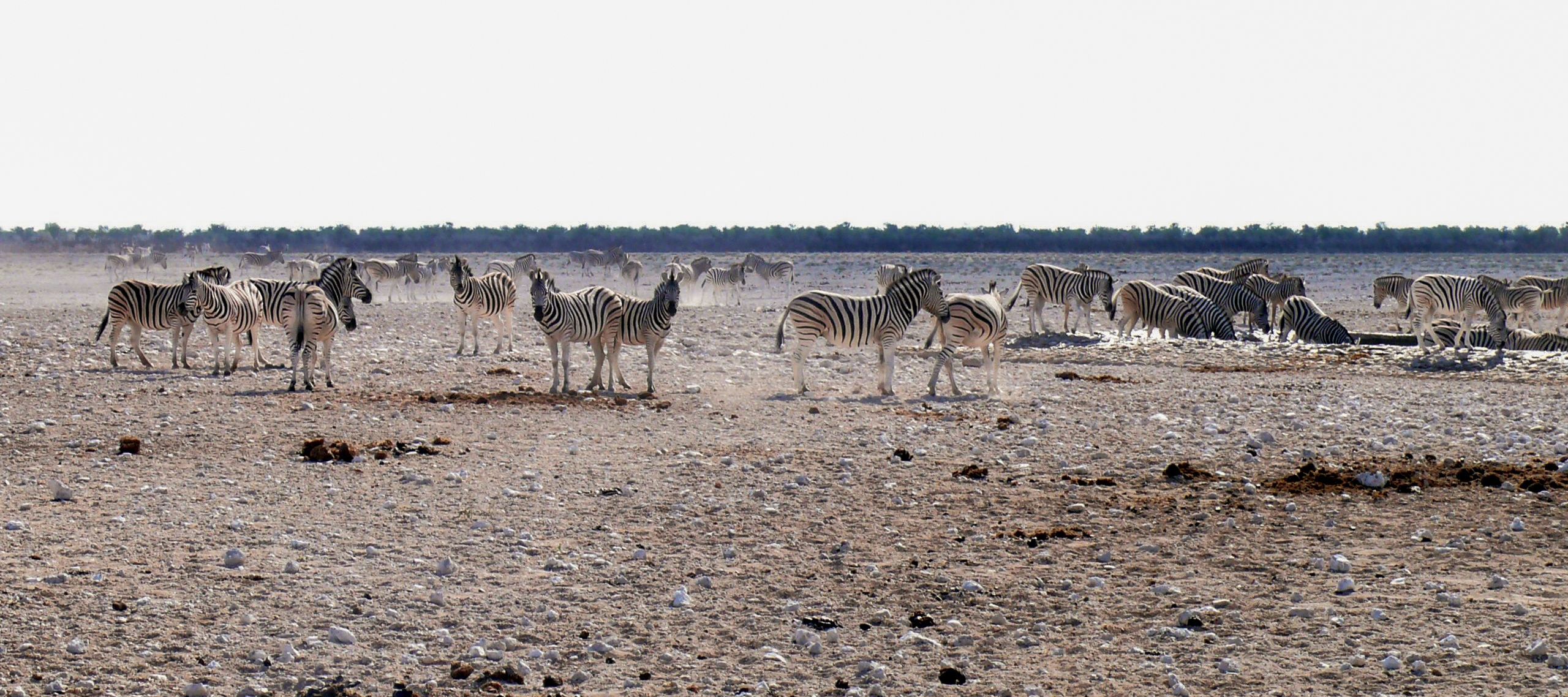 Zebras am Wasserloch: Einige von ihnen halten Ausschau nach möglichen Raubtieren.