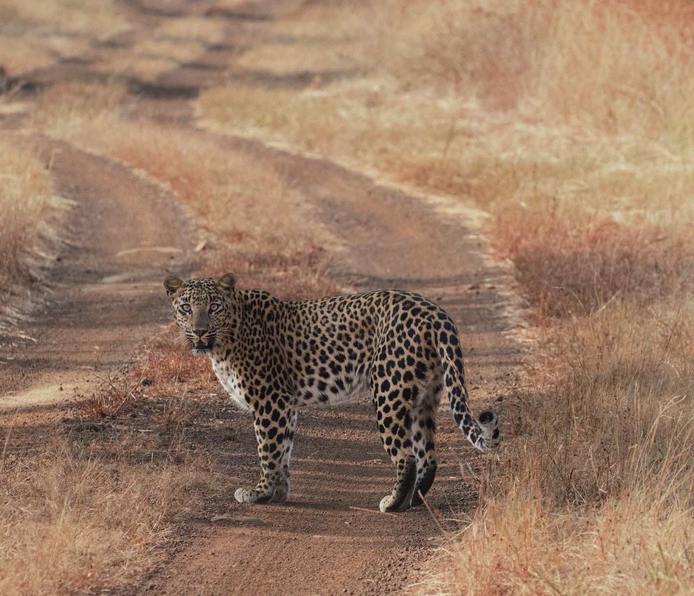 Ein Leopard im Panna-Nationalpark, neben dem Tiger der zweite König des Dschungels