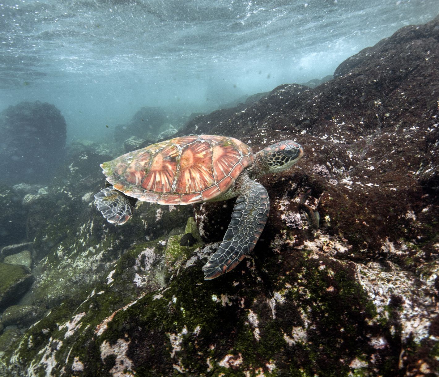 Paradies unter Wasser