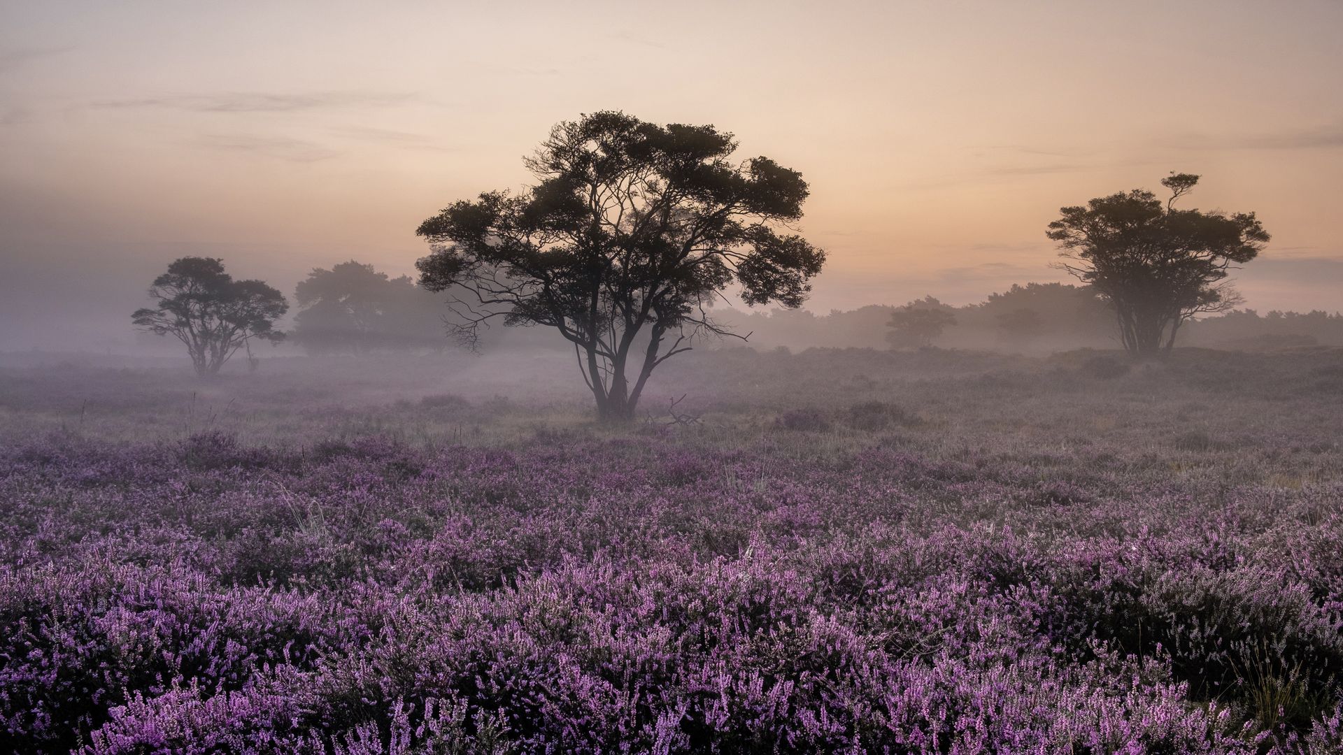 Champ en fleurs au lever du soleil dans la province de Gueldre