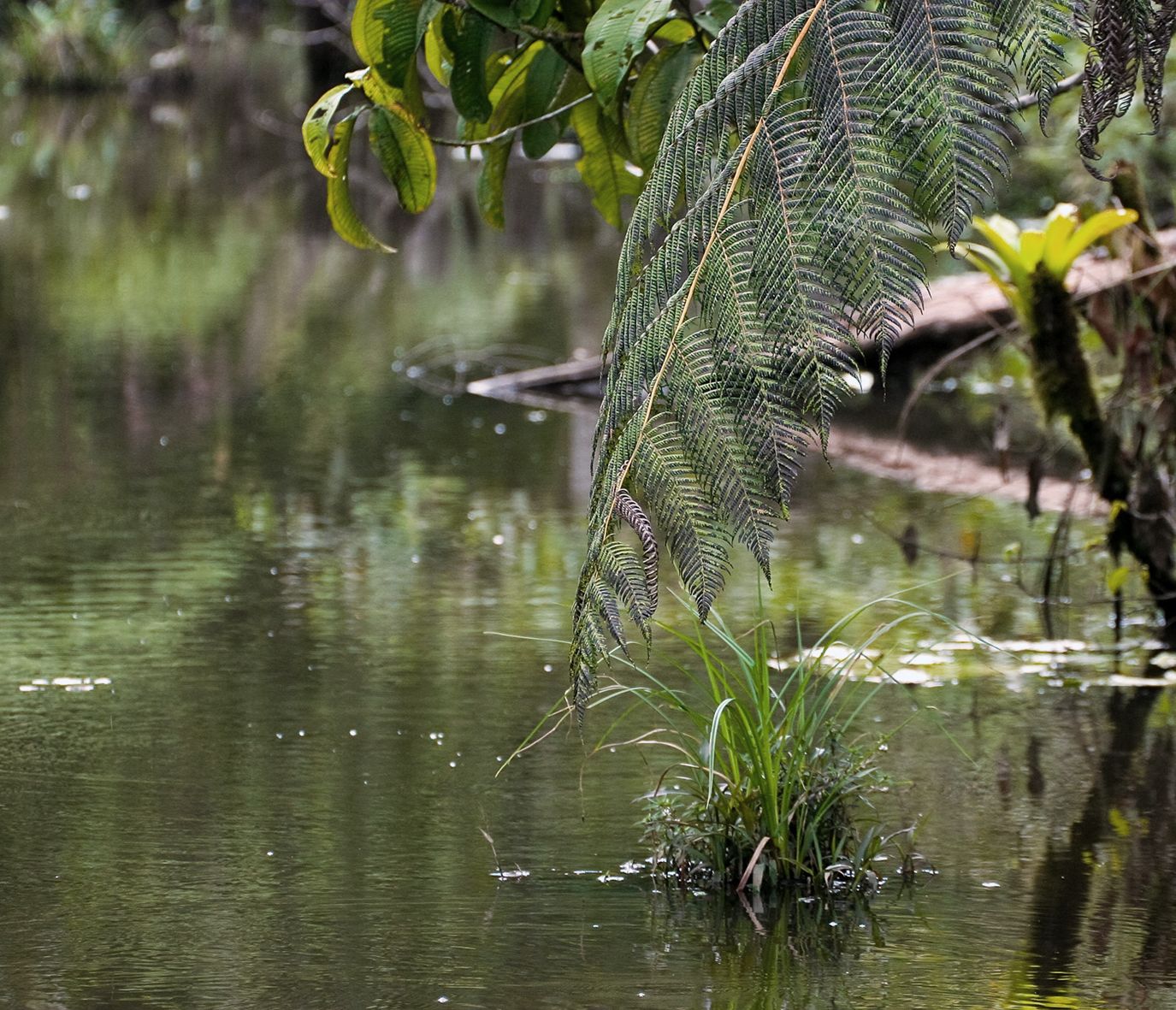 Das grüne Paradies Ecuadors