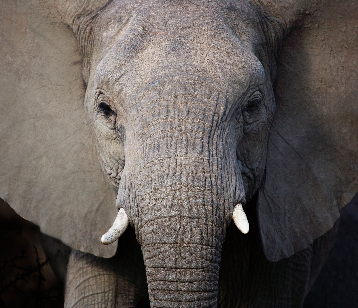 Big Five: Elefant