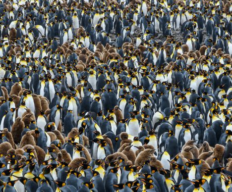 Königspinguine-Kolonie
