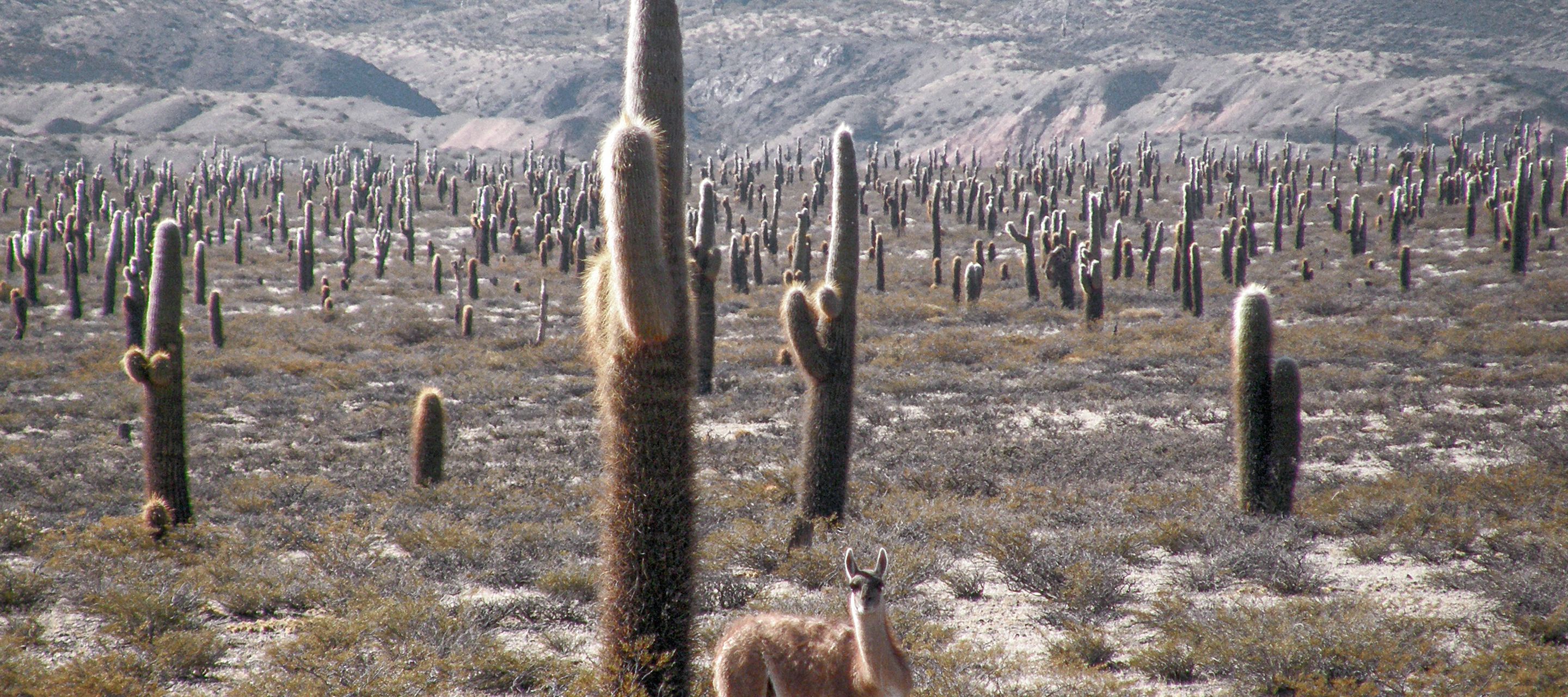 Los Cardones, l’une des plus belles pistes du nord-ouest !