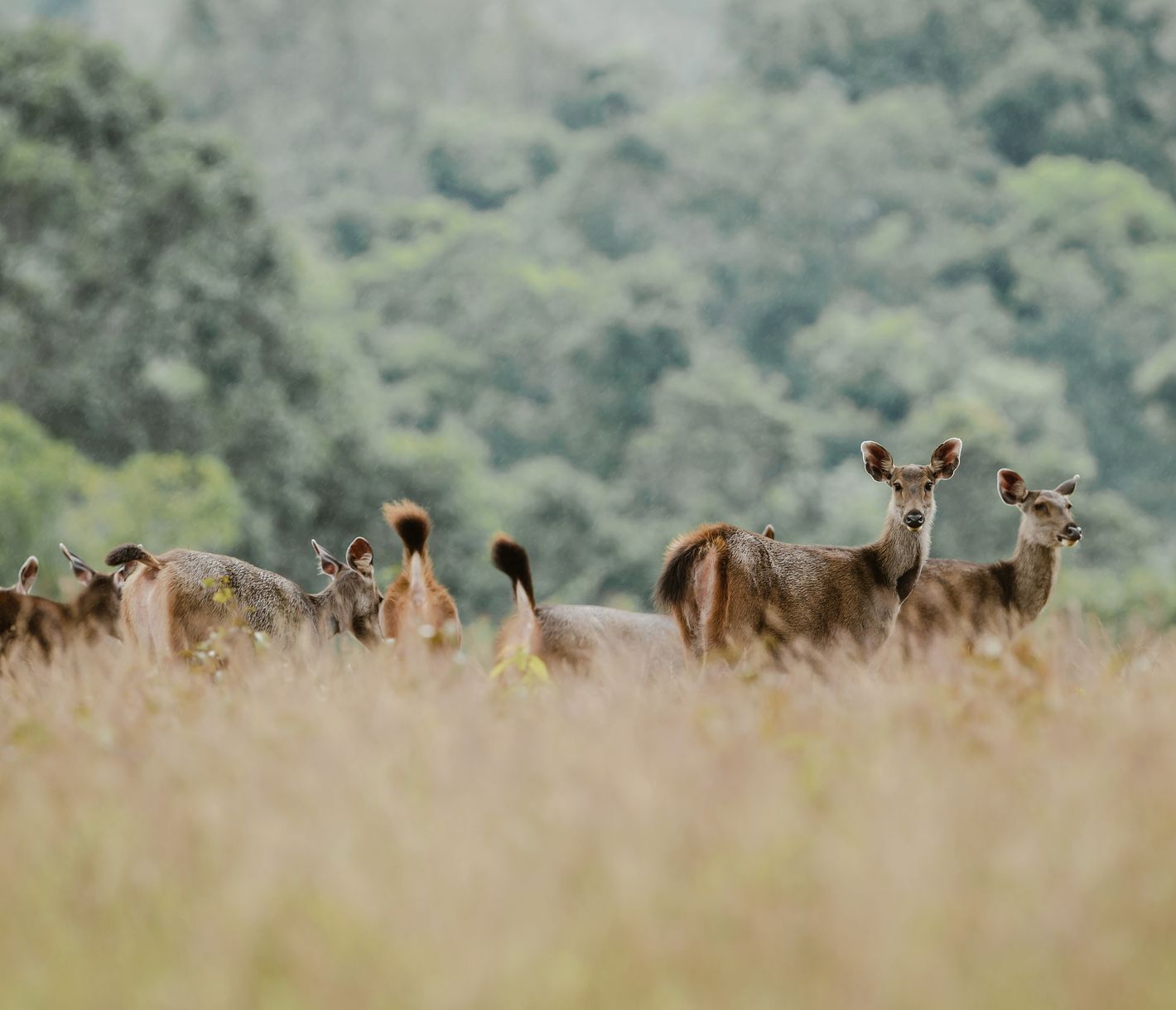 Rotwild im Khao Yai Nationalpark