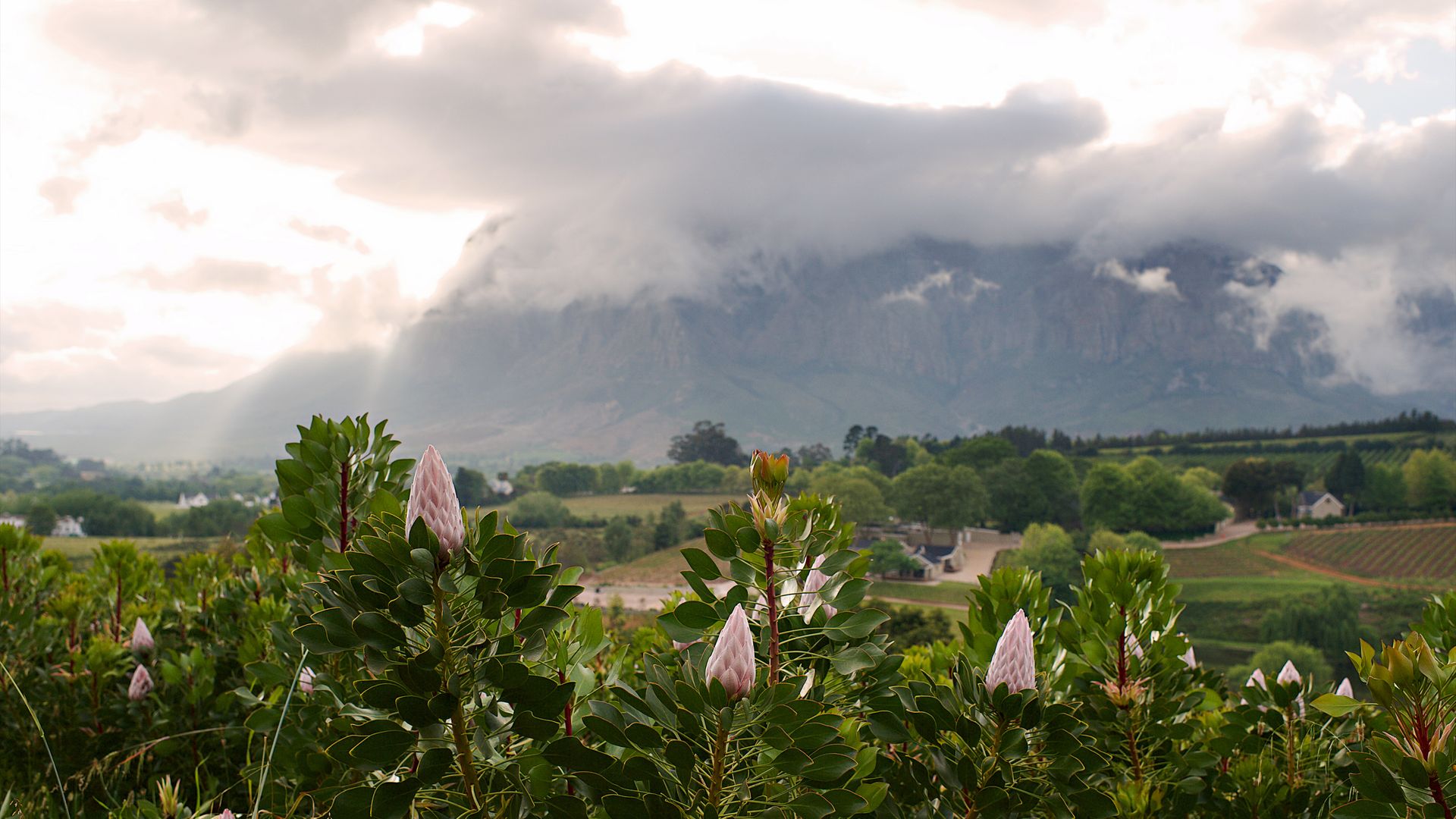 La Banhoek Valley dans la région de Stellenbosch, Afrique du Sud