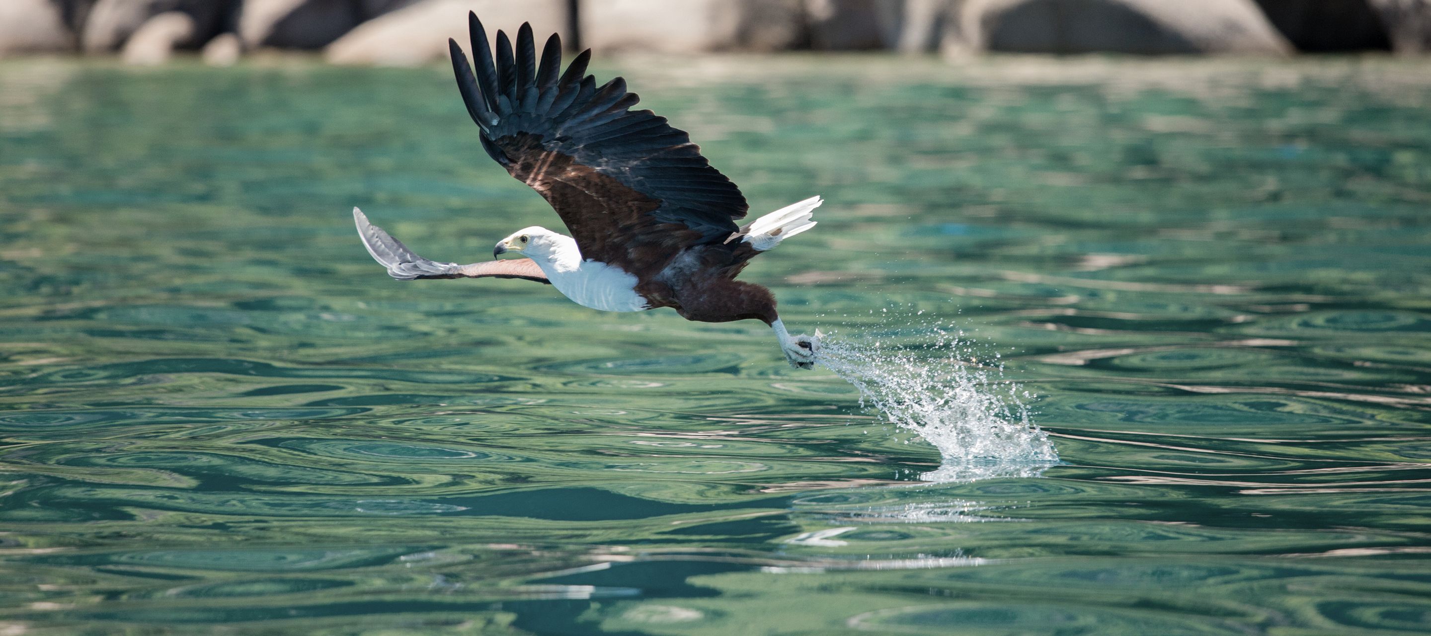Ein Fischadler gleitet über den Malawi-See