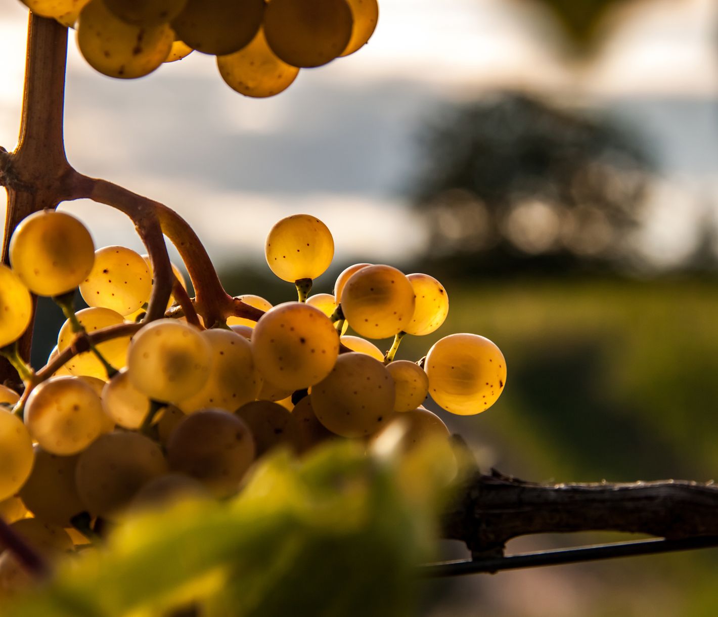 Grossaufnahme einer Traube im Weinanbaugebiet