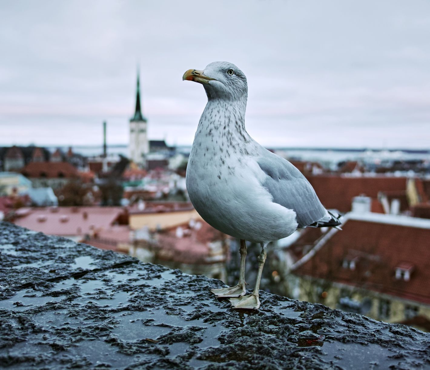 Tallinn – die Hauptstadt Estlands