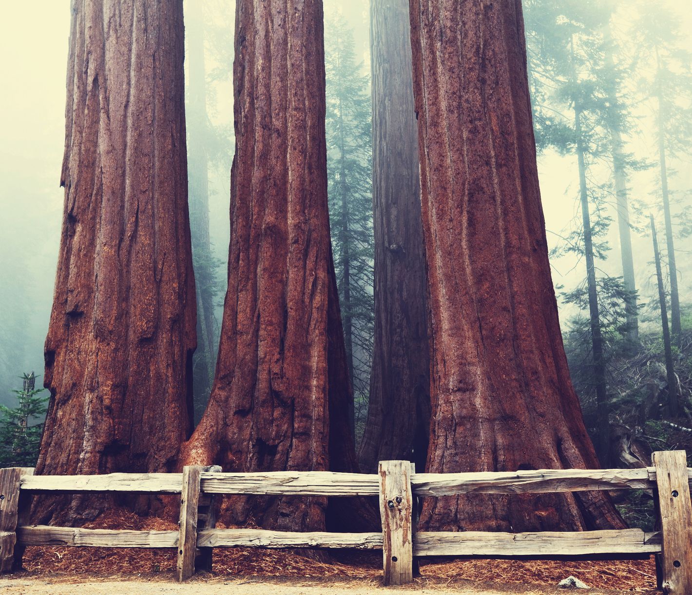 Der Sequoia National Park mit seinen gigantischen Mammutbäumen