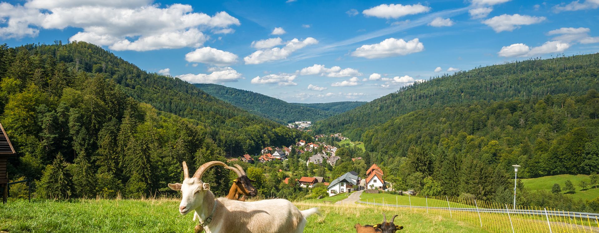 Vallée supérieure du Gaistal