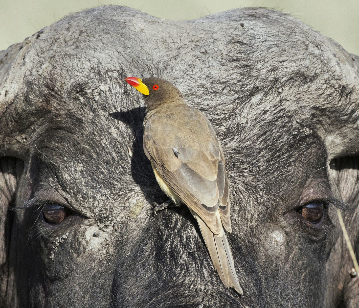 Symbiotische Beziehung zwischen Kaffernbüffel und Gelbschnabel-Madenhacker