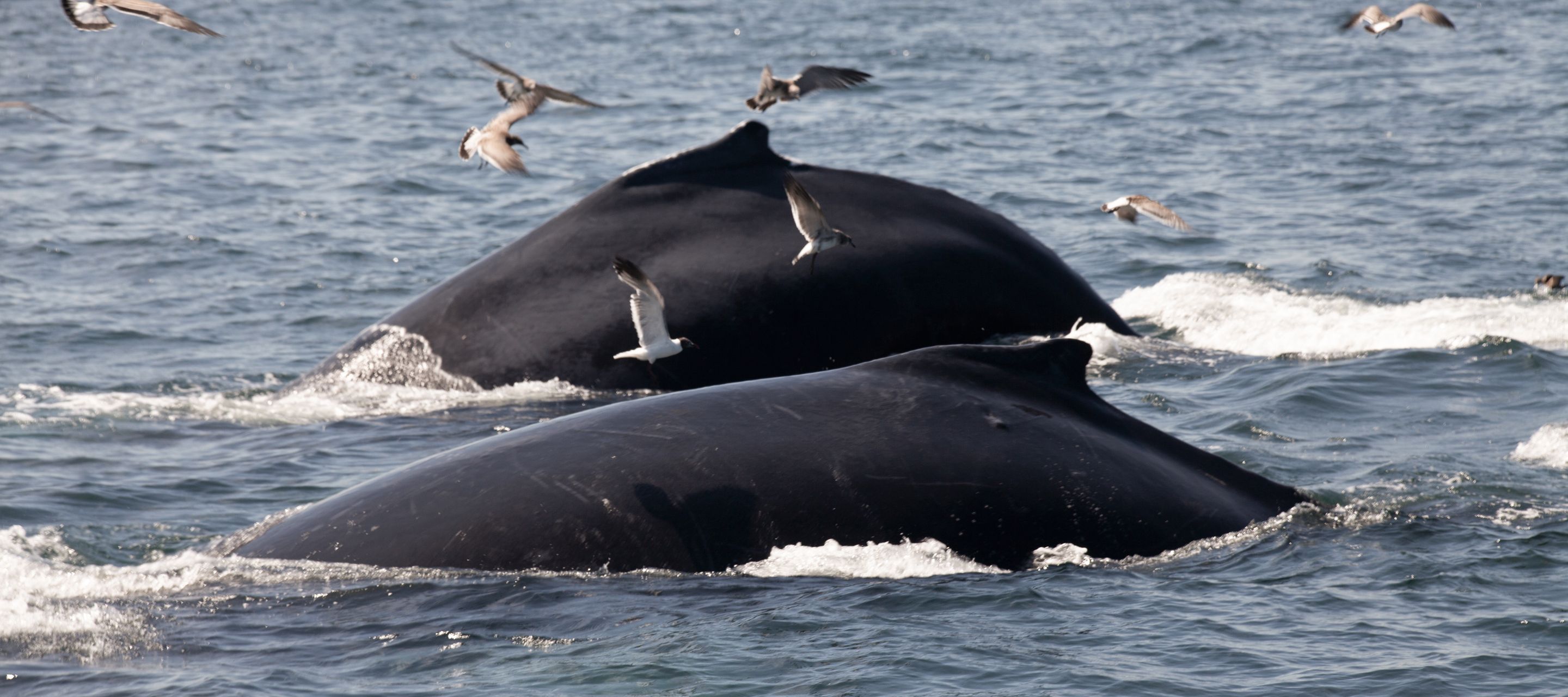 Walbeobachtungstour bei Cape Cod