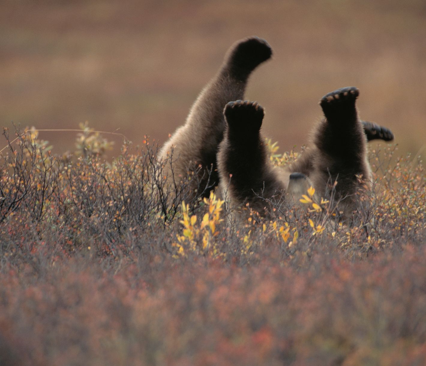 Hier strecke ich doch einmal alle viere von mir.