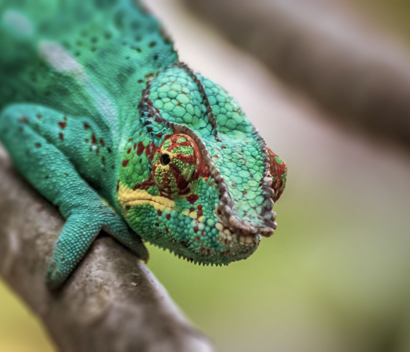 Mauretanischer Pantherchamäleon