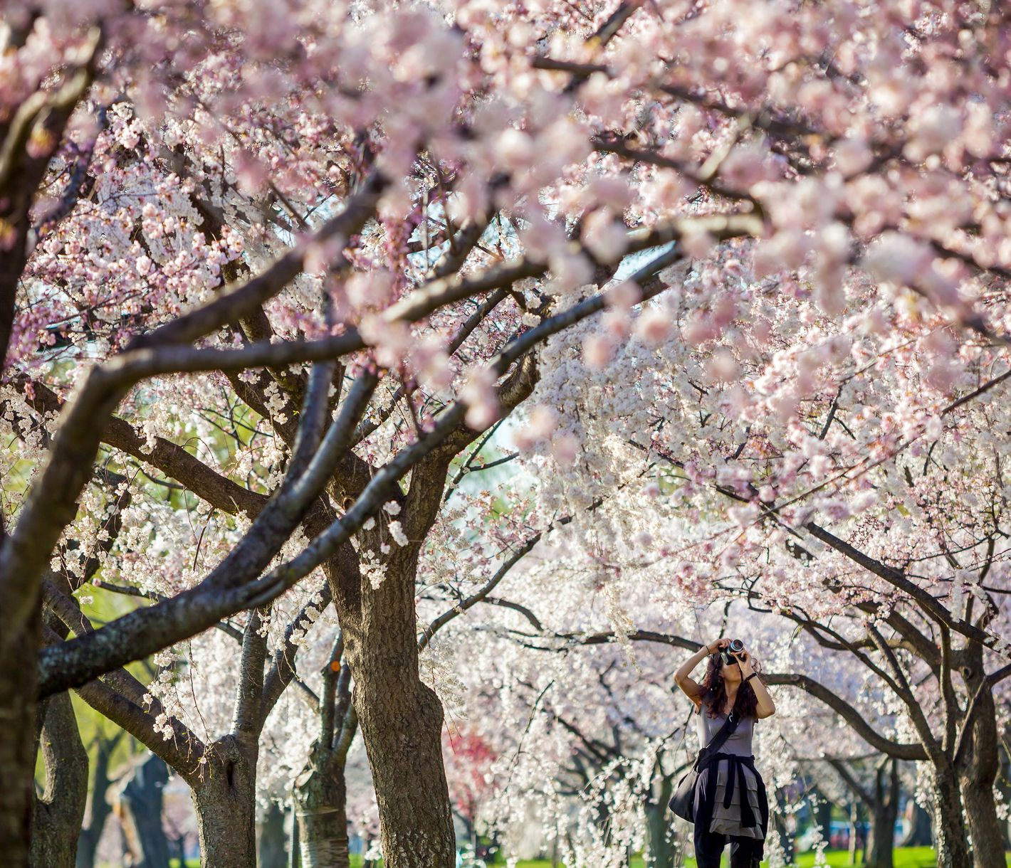 Les cerisiers en fleurs autour du Tidal Basin annoncent le printemps à Washington D.C.