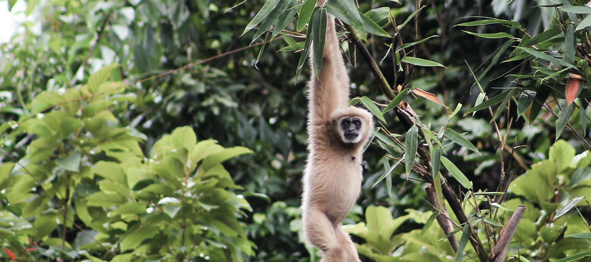 Wer beobachtet hier wen? Ein Gibbon bei seinen morgendlichen Turnübungen.