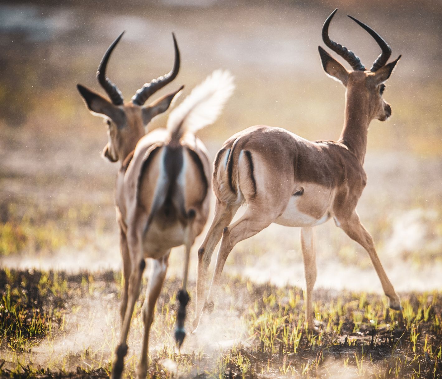 Impala-Herde in der Khwai-Konzession