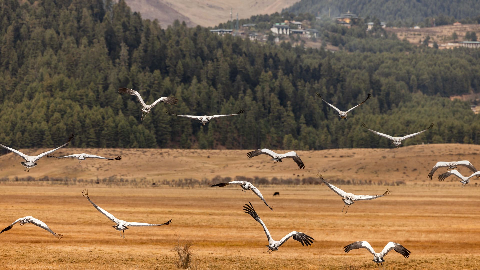 Schwarzhalskraniche in Gangtey