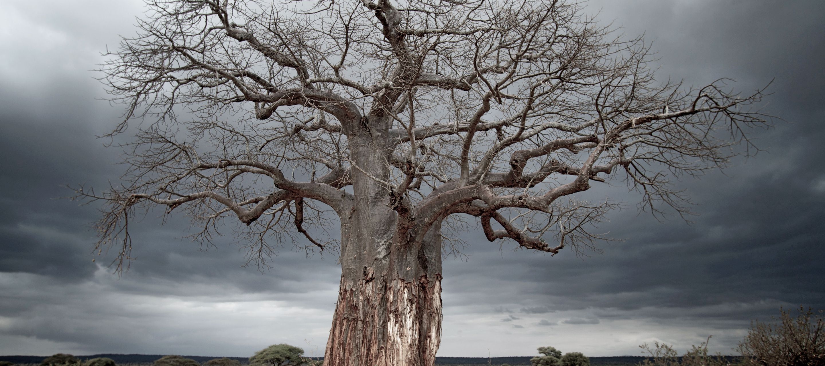 Die mächtigen Baobabs sind im Tarangire-Nationalpark weit verbreitet.