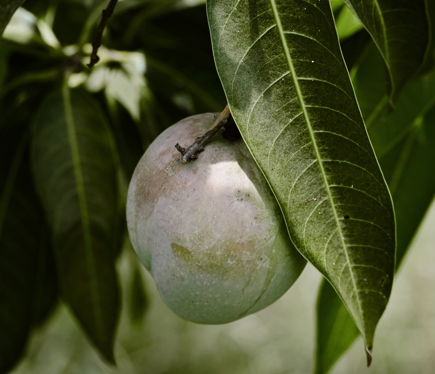 Die besten Mangos der Welt?
