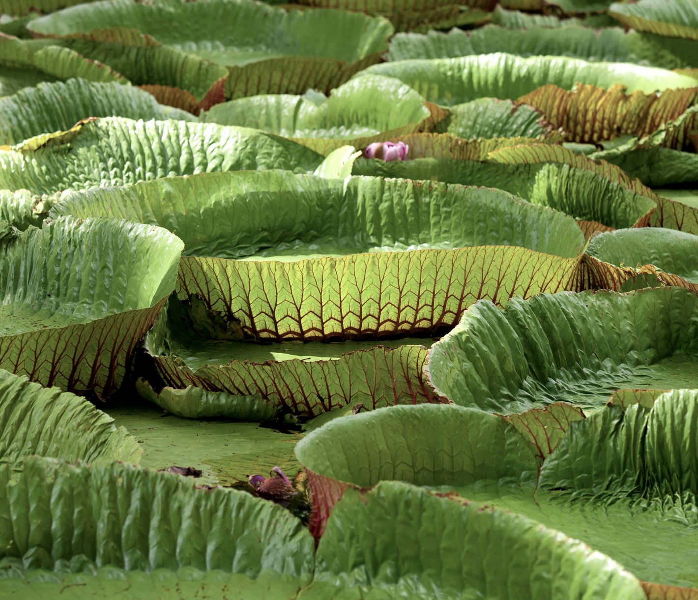 Der Seerosenteich im Botanischen Garten von Pamplemousses.
