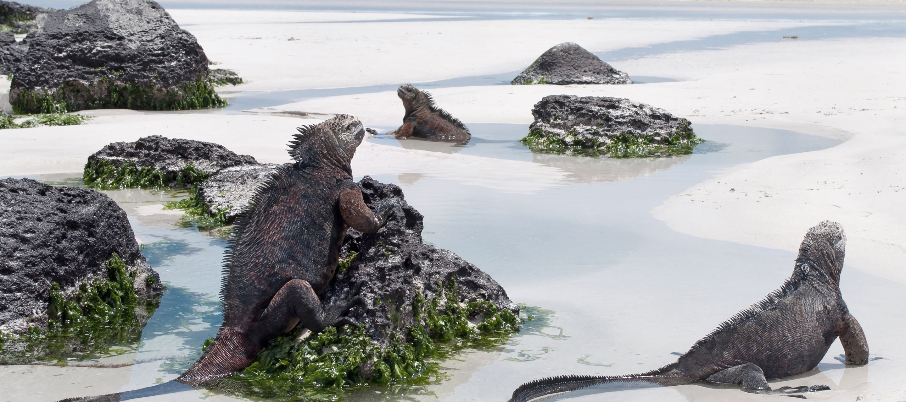 Meerechsen an der Tortuga Bay auf der Insel Santa Cruz
