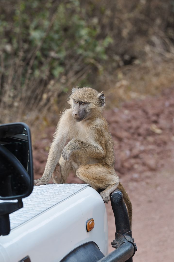 Wegelagerer der anderen Art im Lake-Manyara-Nationalpark