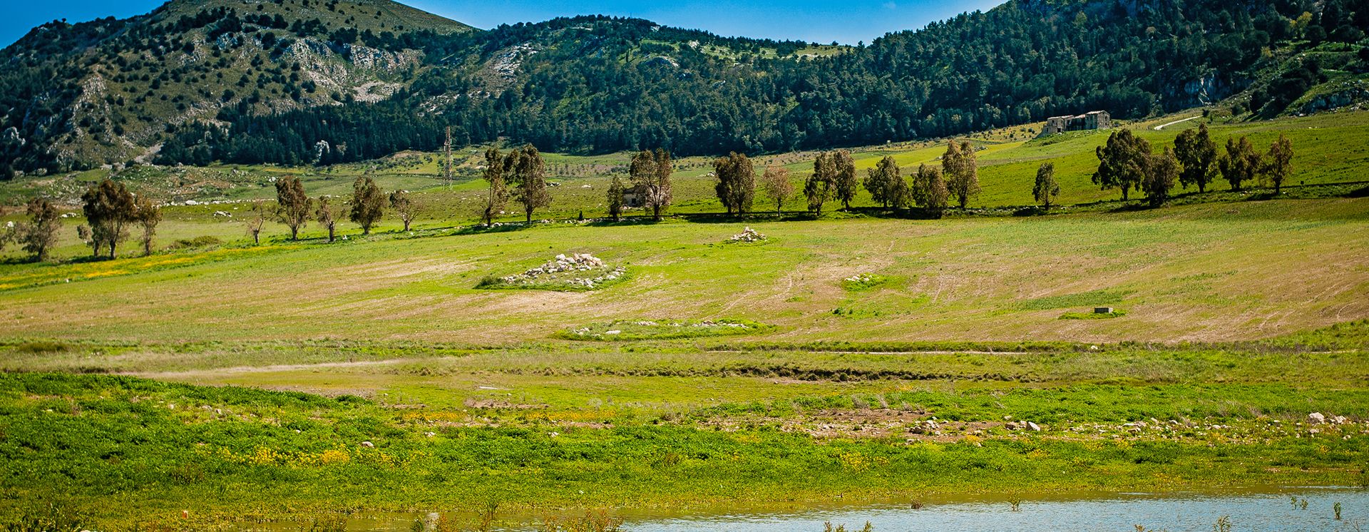 Grüne Wiesen am See