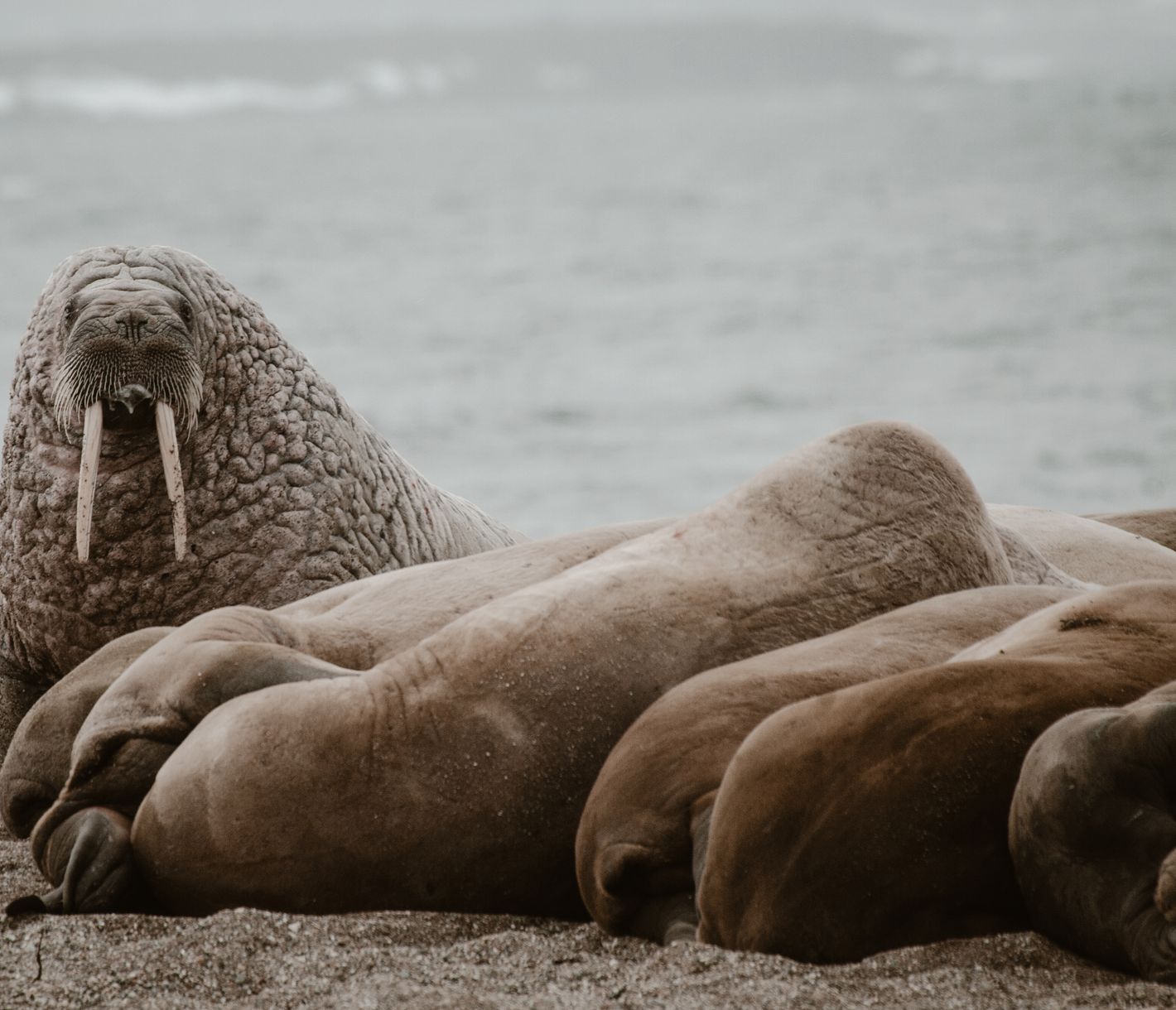 Walrosse in der Polarwüste