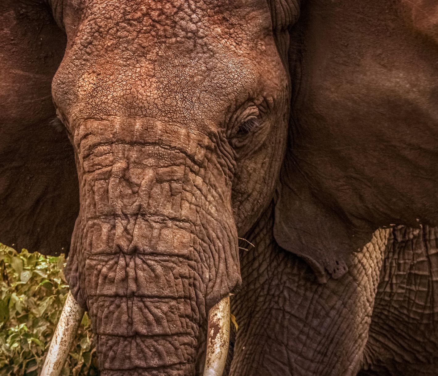 Auge in Auge mit den sanften Riesen im Lake-Manyara-Nationalpark