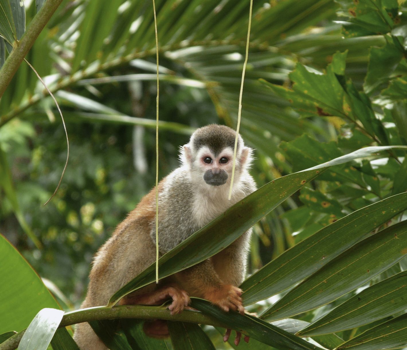 Den Tieren ganz nah im Nationalpark Manuel Antonio