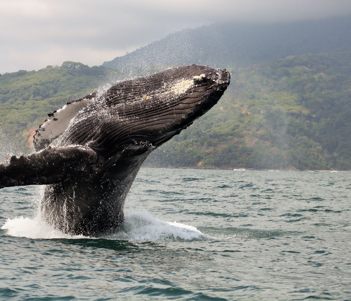 In der Ferne die wandernden Riesen des Meeres beobachten