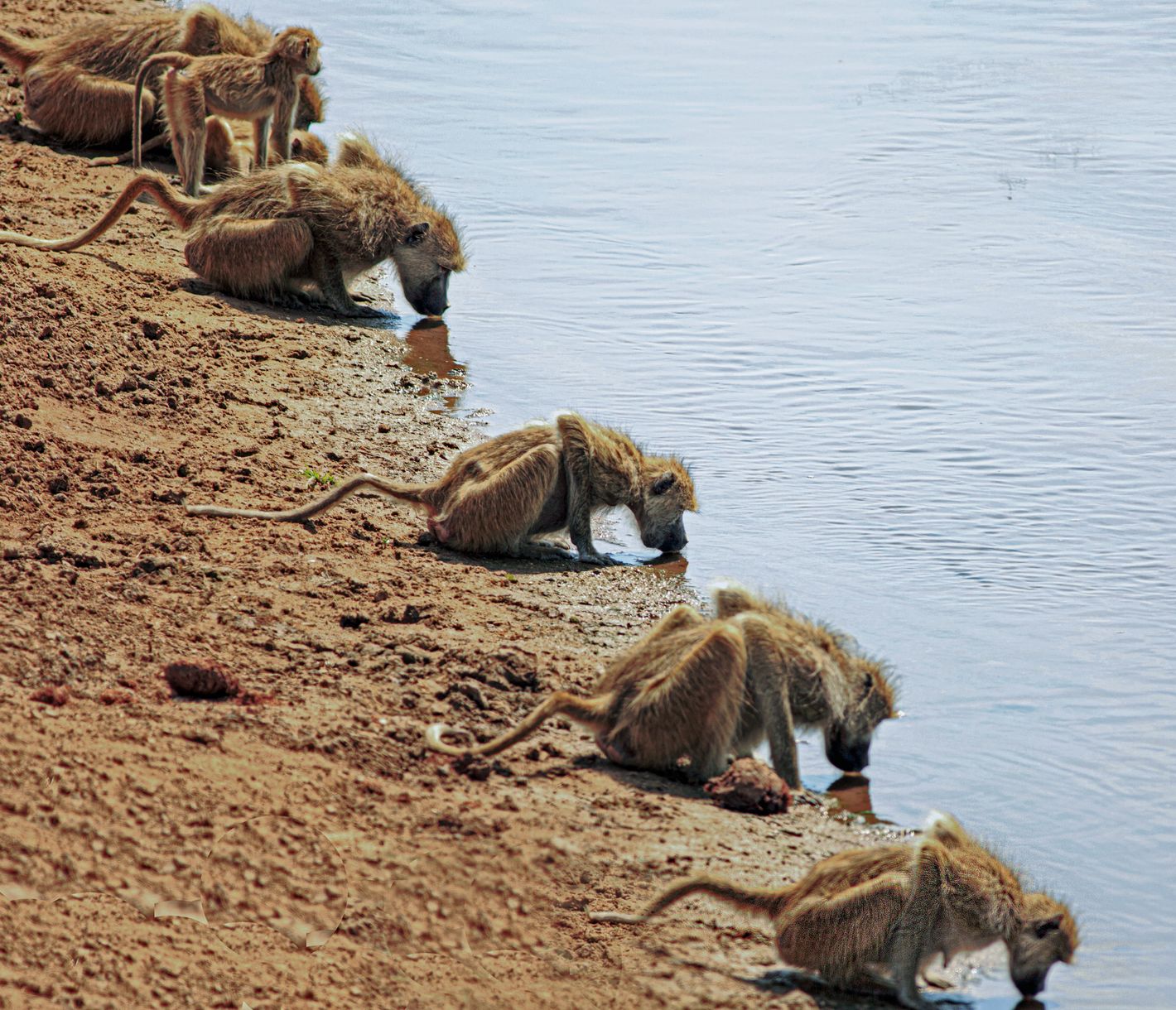 Wasser trinkende Paviane am Luangwa-Fluss