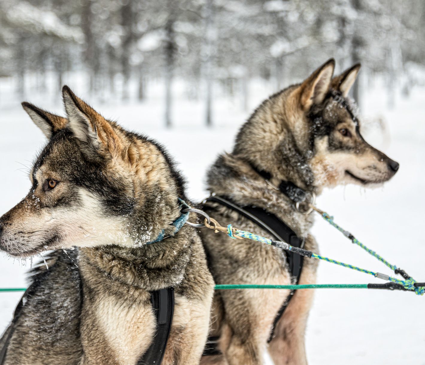 Die robusten Athleten des Nordens