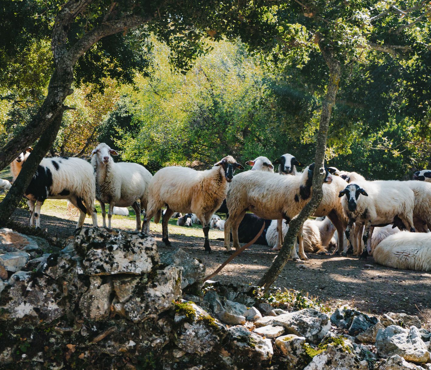 Schafe im Schatten der Eichen – Ländliches Leben im Peloponnes