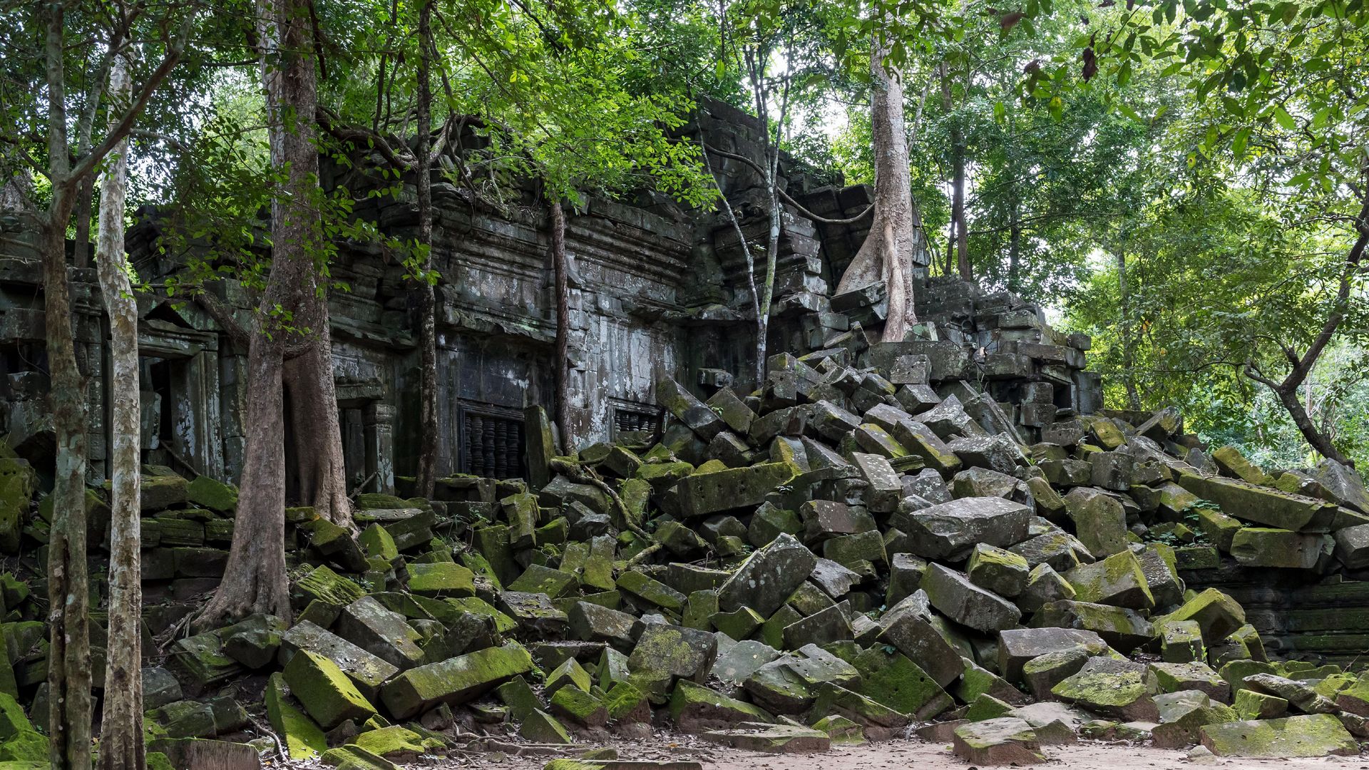 Der Beng-Mealea-Tempel, unweit von Siem Reap, scheint mit dem umliegenden Dschungel zu verwachsen.