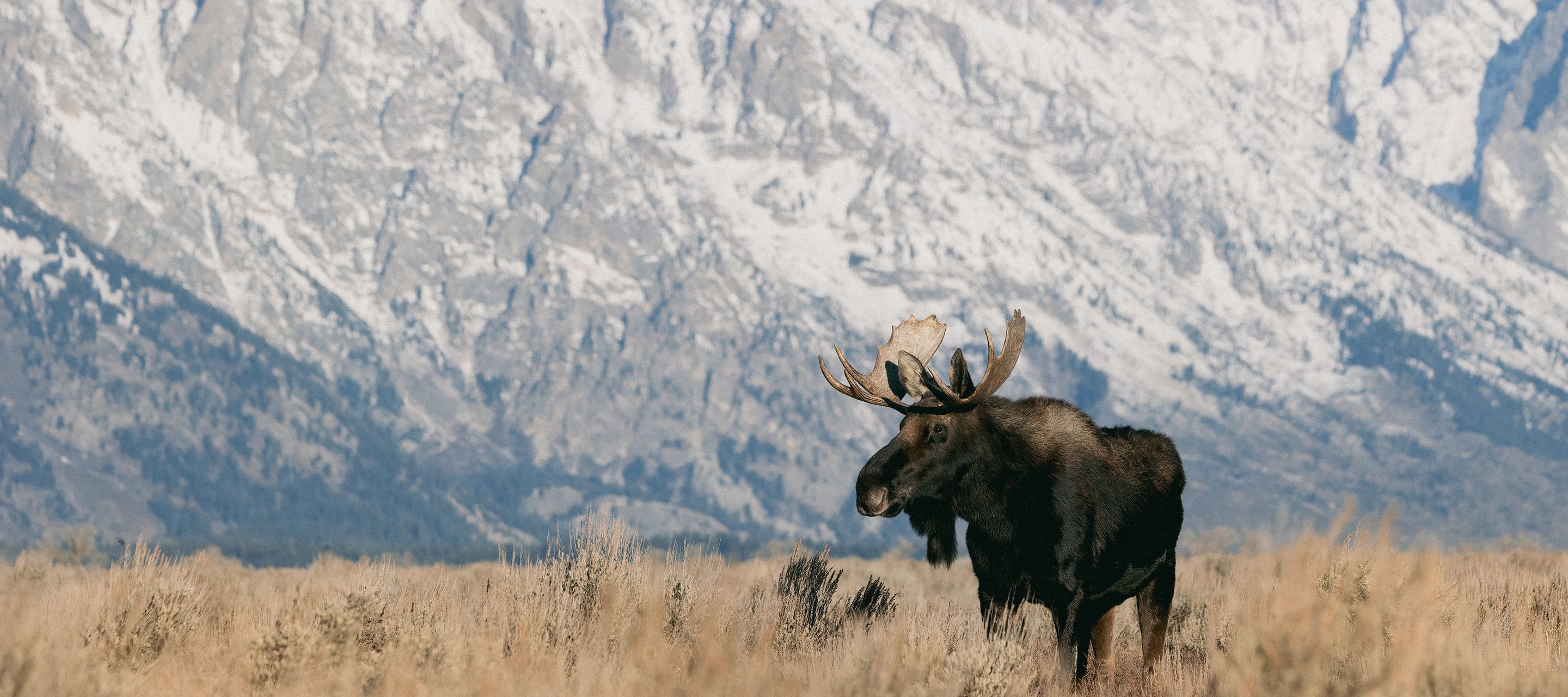Der Grand Teton National Park ist der perfekte Ort, um Elche zu beobachten.