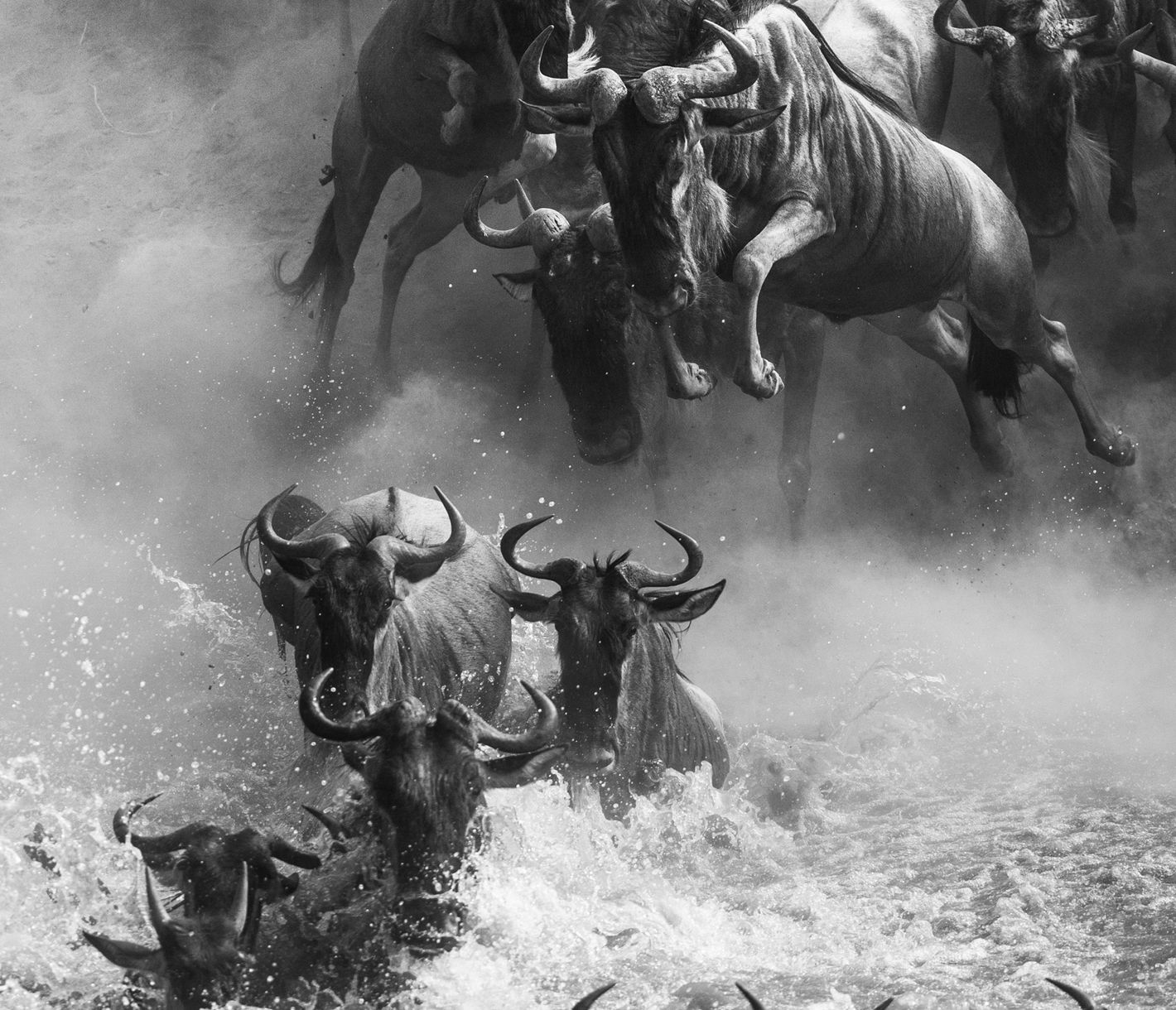 Die Flussquerungen von Gnus gehören zum alljährlichen Spektakel in der Masai Mara.