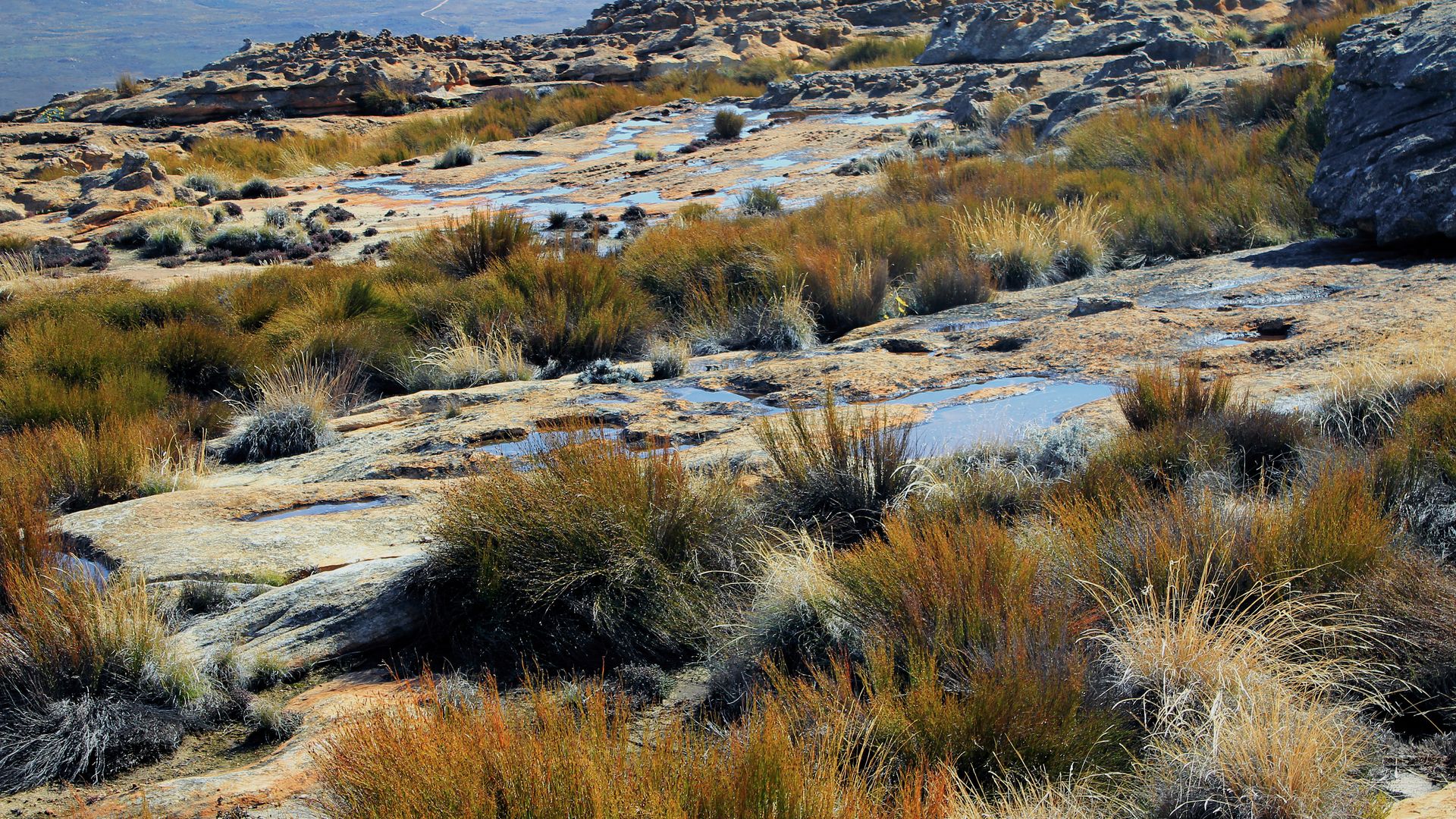 Paysage du Cederberg, au nord du Cap, Afrique du Sud