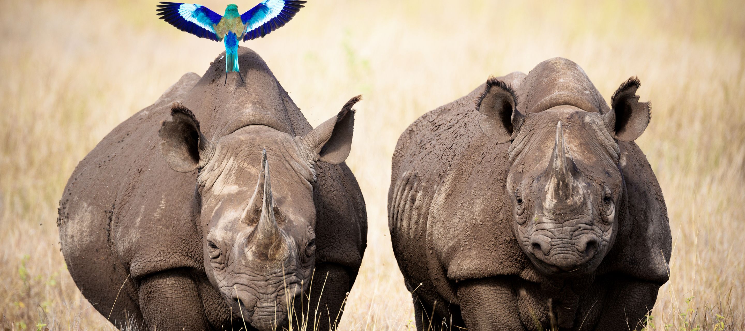 Zwei Spitzmaulnashörner werden von einer farbigen Gabelracke begleitet.