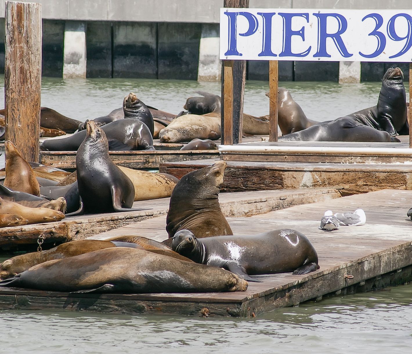 Le Pier 39 abrite les habitants les plus bruyants de la région : les lions de mer.