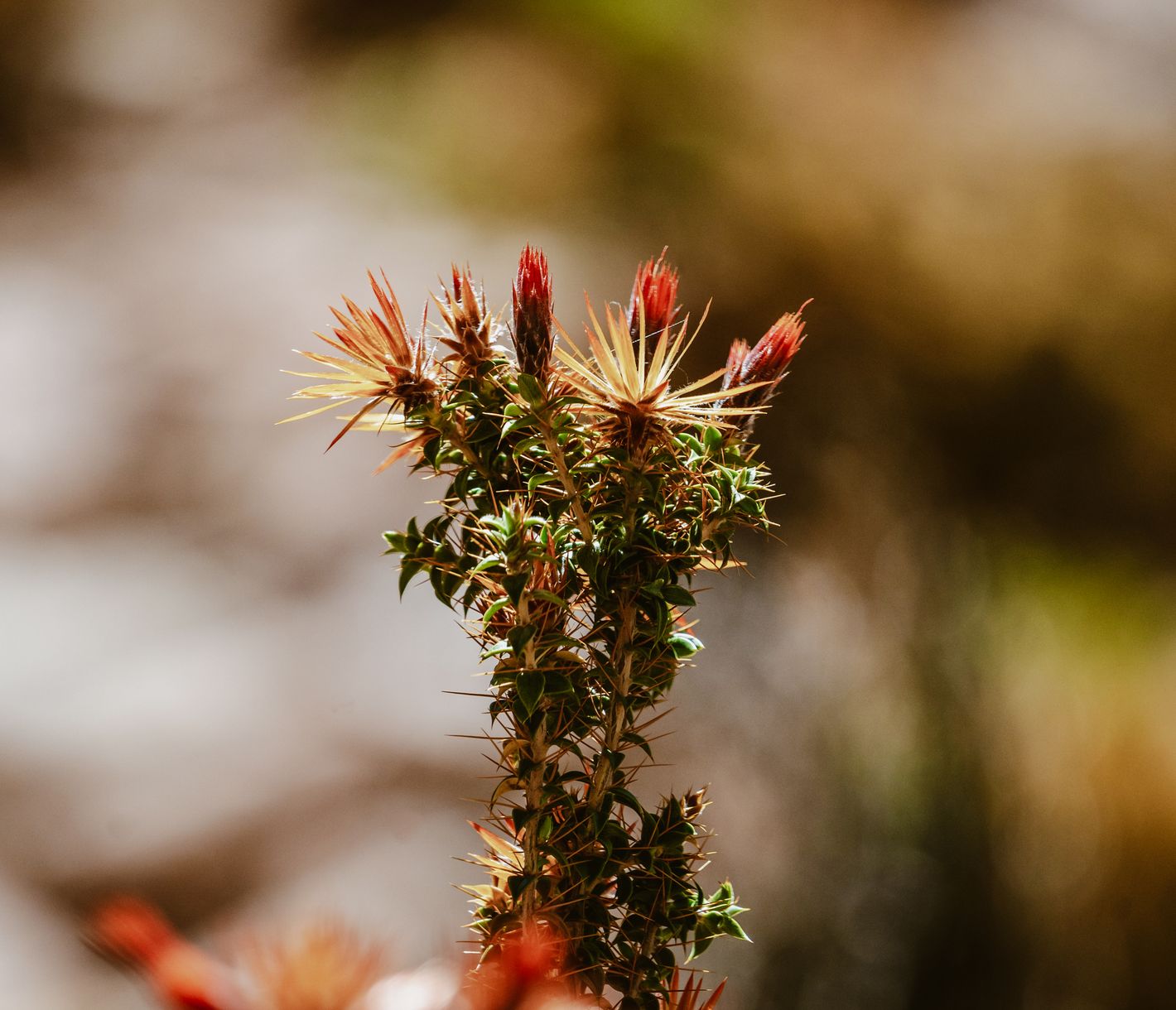 Robust und schön zugleich: "Clavel del Viento".