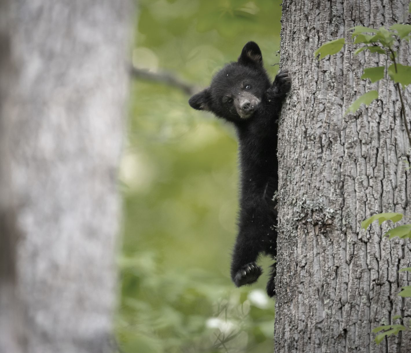 Der Great Smoky Mountains National Park ist bekannt für seine Bärenpopulation.