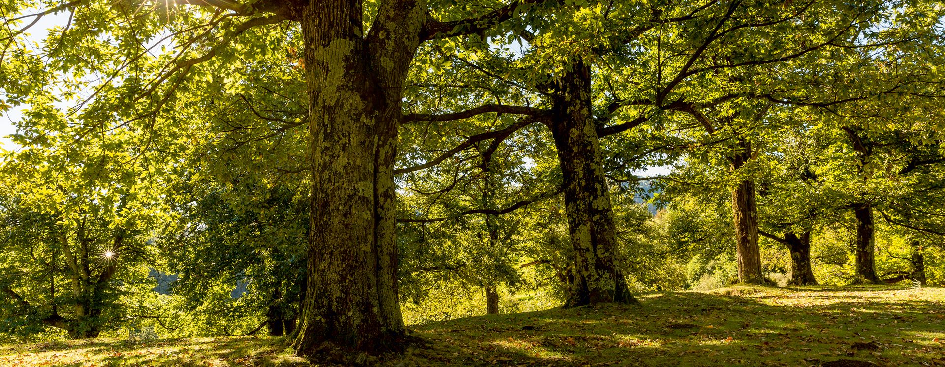 Des marronniers © Schweiz Tourismus / Jan Geerk