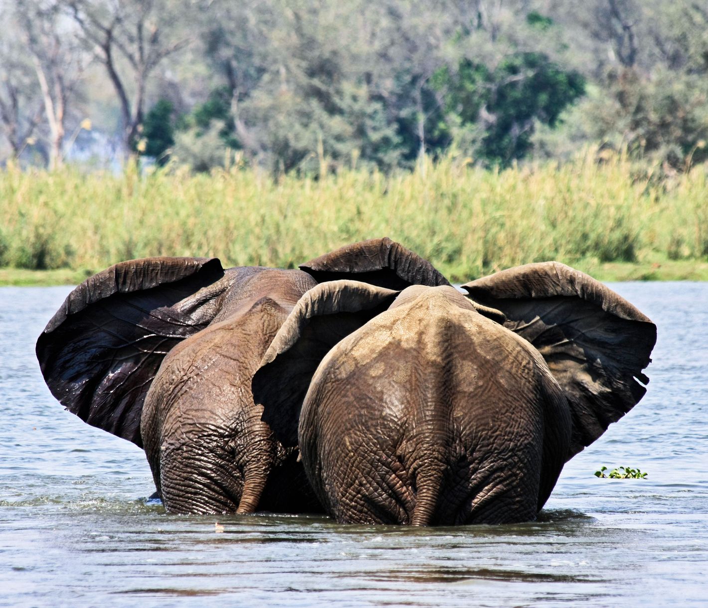 Zwei Elefanten durchqueren den Sambesi-Fluss mit wedelnden Ohren.
