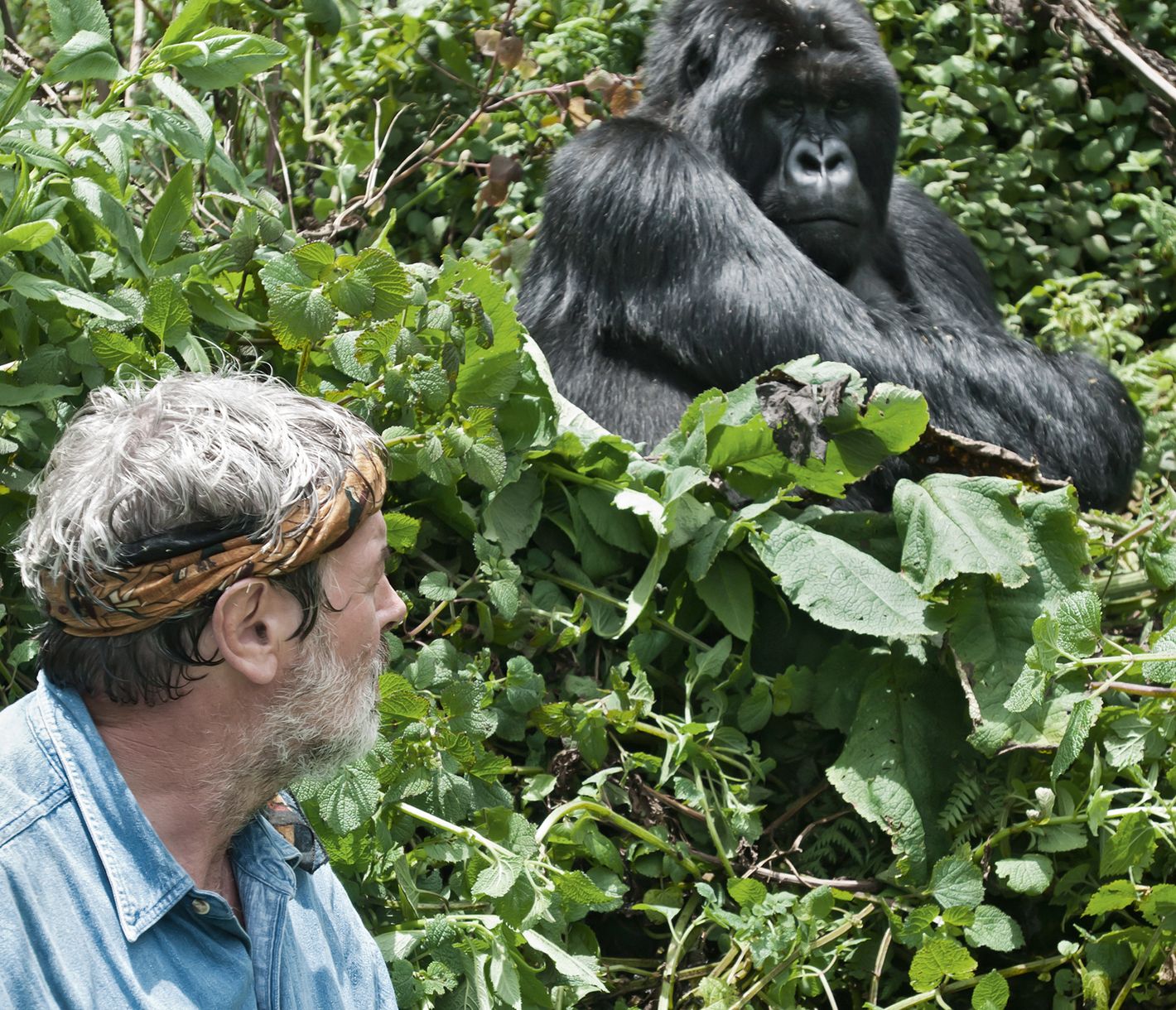 Begegnung mit einem Berggorilla in Ruanda