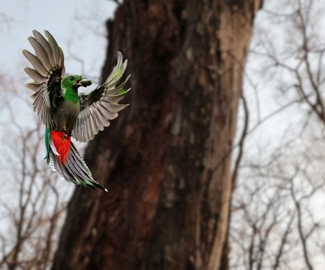 Dem sagenumwobenen Quetzal auf der Spur