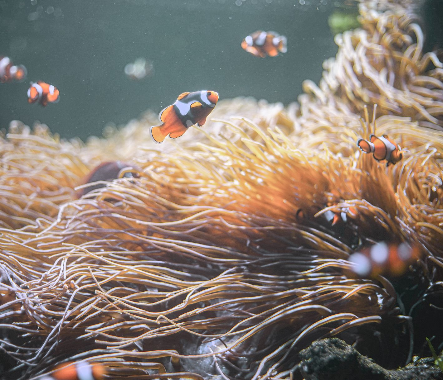 Clownfische über ihrem Anemonen-Zuhause.